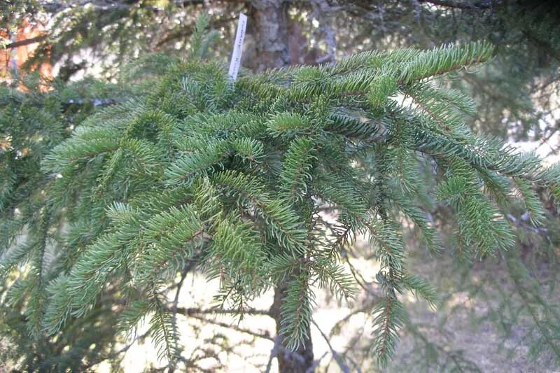 похоже на ель. елка с мягкими иголками. канадская ель нобилис. Crystal trees ель старорусская 1. араукария хвойные.