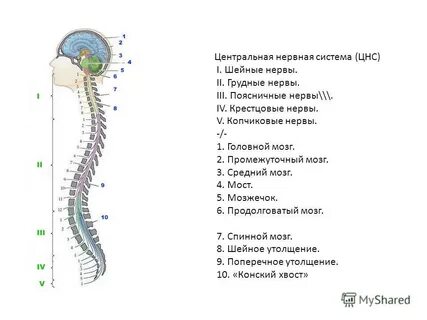 Нервная система последовательность