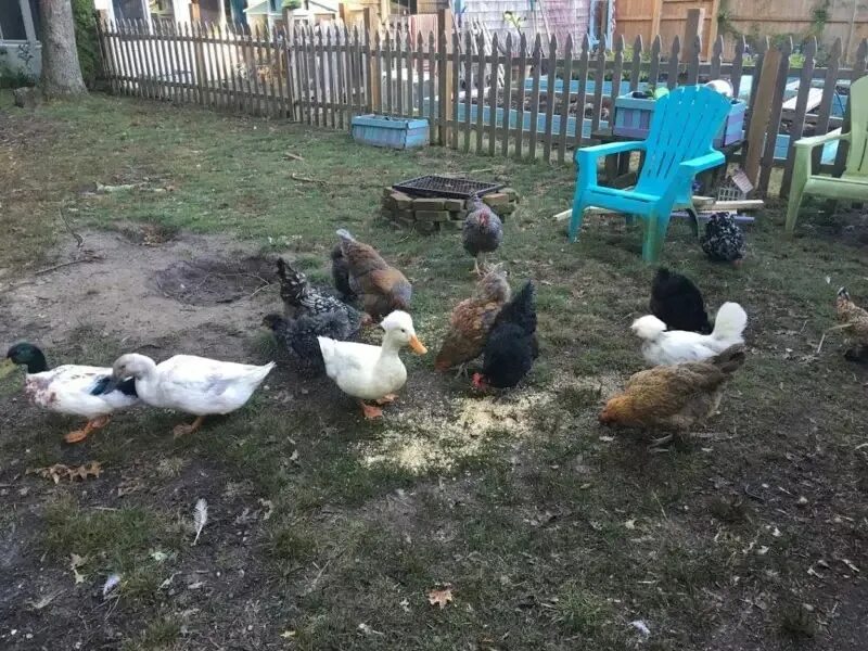 Совместное содержание