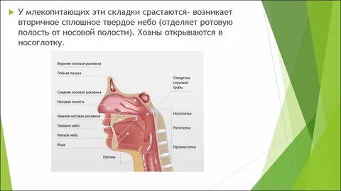 Носовая и ротовая полость это