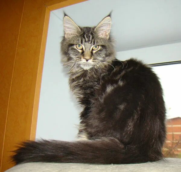 катенок мейкун 4месеца. кун 4. кастрация мейн куна в 4 месяца. кун 4. кун 4.