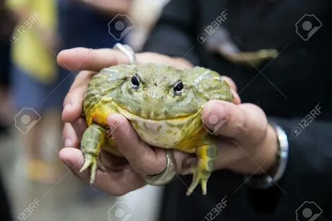 Fat Frog In The Hands Stock Photo Picture And Royalty Free Image.