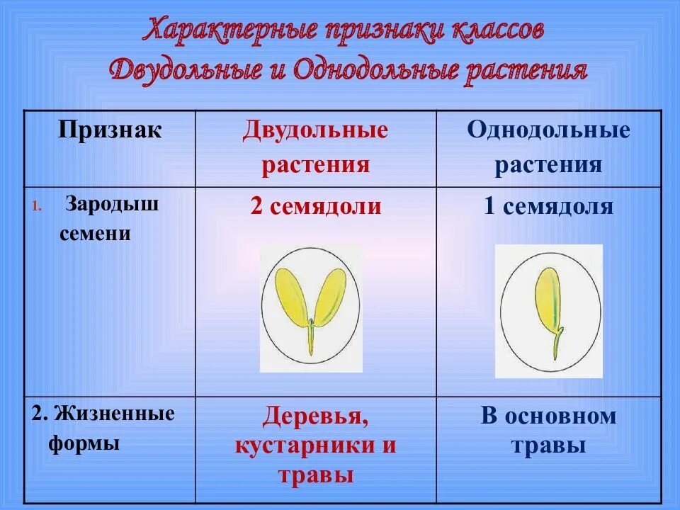 Общая характеристика двудольных. Однодольные характерные признаки. однодольные и двудольные семейства. признаки двудольных растений таблица. признак характерный для класса однодольных растений.
