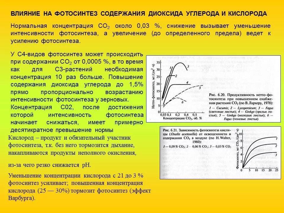 Как изменится интенсивность дыхания и интенсивность фотосинтеза. Зависимость интенсивности фотосинтеза от концентрации со2. Влияние НМ фотосинтез. Влияние кислорода на фотосинтез. Зависимость фотосинтеза от освещенности.