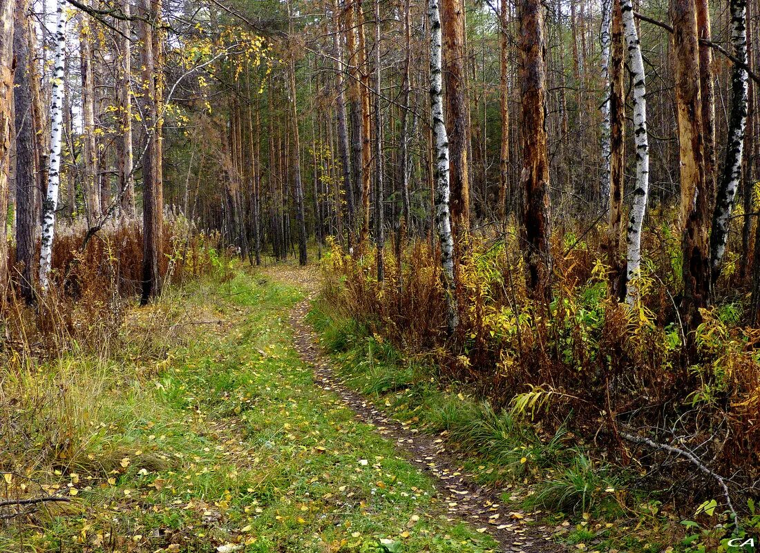 Бродить в перелеске. Березово Сосновый лес. Лес без обработки. Весной березы в Сосновом лесу. Сосновые и березовые леса Челябинской области.