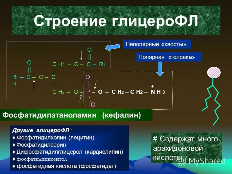 Образование высокомолекулярных соединений