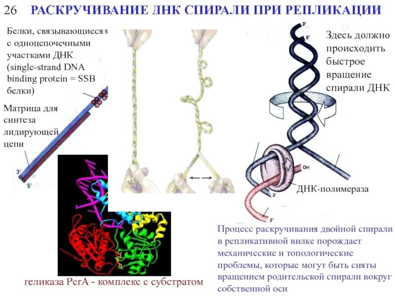 Раскручивание спирали молекулы днк. Раскручивание спирали днк. раскручивание двойной спирали днк. раскручивание двойной спирали при репликации выполняется. спираль днк раскручивается.