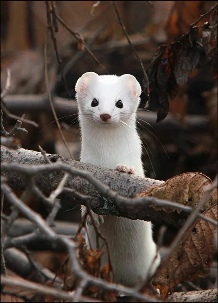 Ласка норка хорёк горностай. Ласка белая. Ласка (mustela nivalis). Горностай (mustela erminea). Ласка (mustela nivalis).