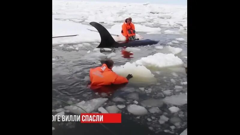 Касатки спаслись. Спасение касатки. Спасение касаток на Сахалине. Касатки застряли во льдах.