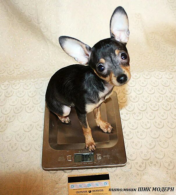 Окская тойтерьеры. Той терьер до 2 кг. Купированный той терьер. Щенок той терьера 3 месяца. Вес мини той терьера в 2 месяца.