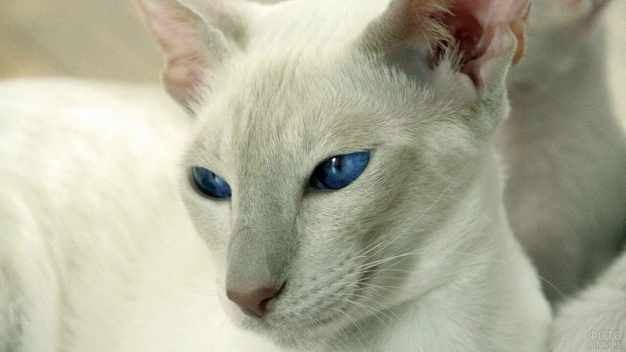Породы котов с голубыми глазами. Сиамский Петерболд. Петерболд Ориентал. Сиамский ориентальный кот. Сфинкс Ориентал.