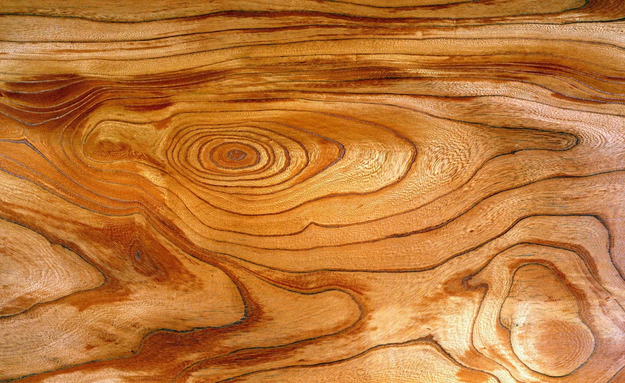 Структура дерева. Структура дерева. Структура дерева. Структура дерева. Дерево поверхность.