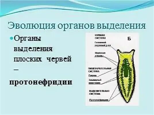 Протонефридии у плоских. Выделительная система червей 7 класс. Тип выделительной системы у плоских червей. Выделительная система плоских червей органы системы. Выделительная система плоских червей схема.