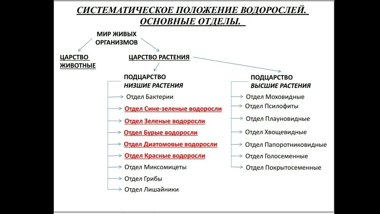 Систематическое положение водорослей. Таксономия водорослей. Систематика растений водоросли. Систематическое положение ламинарии. Систематические группы водорослей