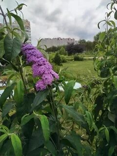 Какая сирень цветет осенью