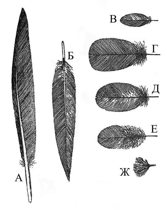 Перья. Перо референс. Перья разных птиц. Пуховое перо. Усики у него как куриные перья глазки