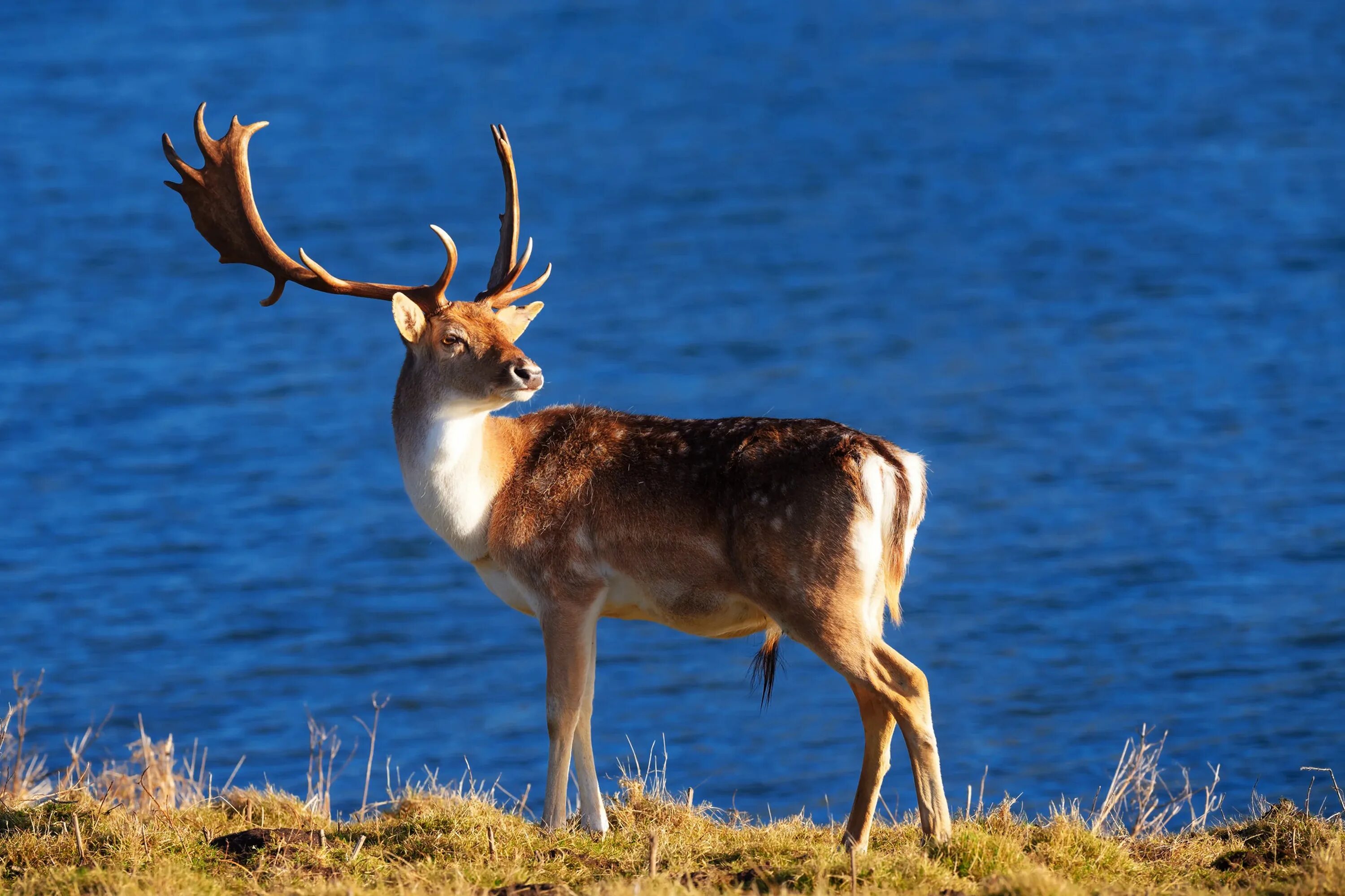 стегхорн оленьи рога. олень новоземельский хмао. северный олень мурманской области. рога молодого оленя. олениха вельвет.