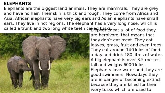 как переводится с английского animal. животные на английском. животный на английском языке. животные на английском языке. животные на английском языке для детей.