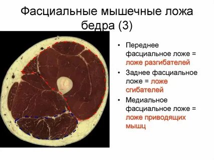 Фасциальное ложе