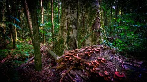 Big forest