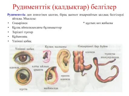 Беретта оны сексуалды деп атайды