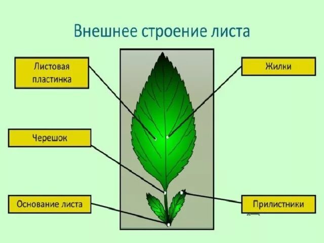 Детали строения черешкового листа. Детали строения черешкового листа