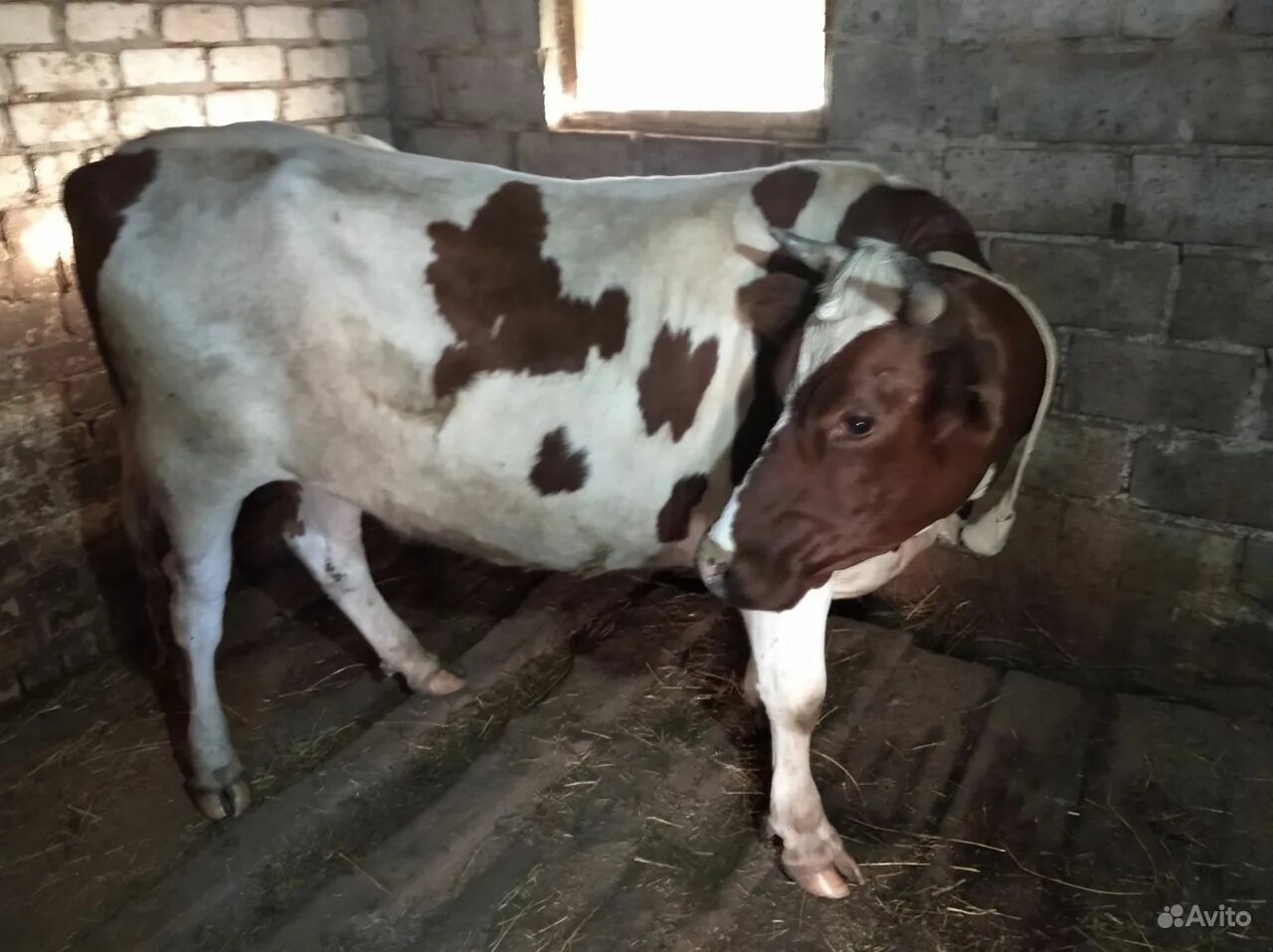 Коровы кировской области. Дойные коровы чувашия. Телята чувашия. Коровы в чувашии. Телка.
