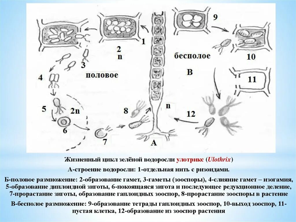 Жизненный цикл водоросли улотрикса схема. Жизненный цикл зеленых водорослей улотрикс. Жизненный цикл развития улотрикса. Цикл развития улотрикса рисунок.