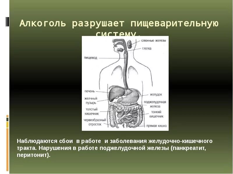 Влияние этанола на пищеварительную систему. Пищеварительная система органы кратко