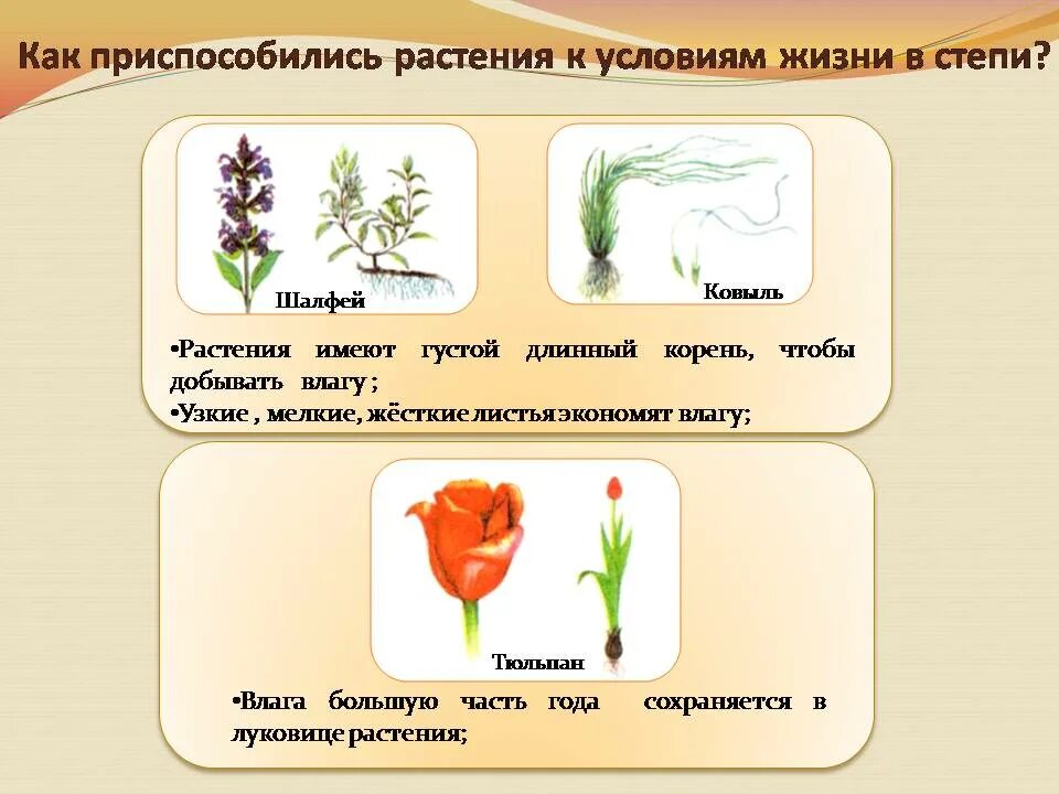 Приспособленность растительных сообществ. Как растения приспособились к жизни в степи. Приспособления растений в степи. Как приспособились растения в степи. Как степные растения приспосабливаются к жизни.