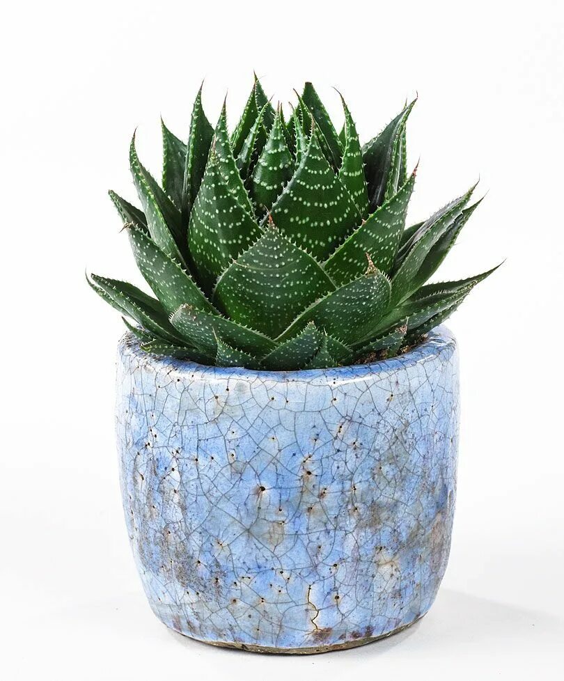 Алоэ столетник в горшке. Алоэ космо. Столетник в горшке. Алоэ простратум. Алоэ столетник бабушкин.