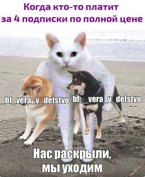 Пойдемте собачки мем. Собачки мы уходим мем. Собирайтесь собачки мы уходим. Собачки мы уходим. Собирайтесь собачки мы уходим.