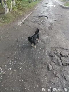 Потеряшки бердск