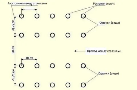 Расстояние между семенами при посадке