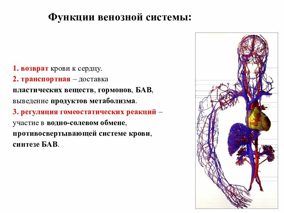 Функции вен в организме человека. Венозная система. Вены функции. Факторы венозного возврата крови к сердцу. Направление крови в венах