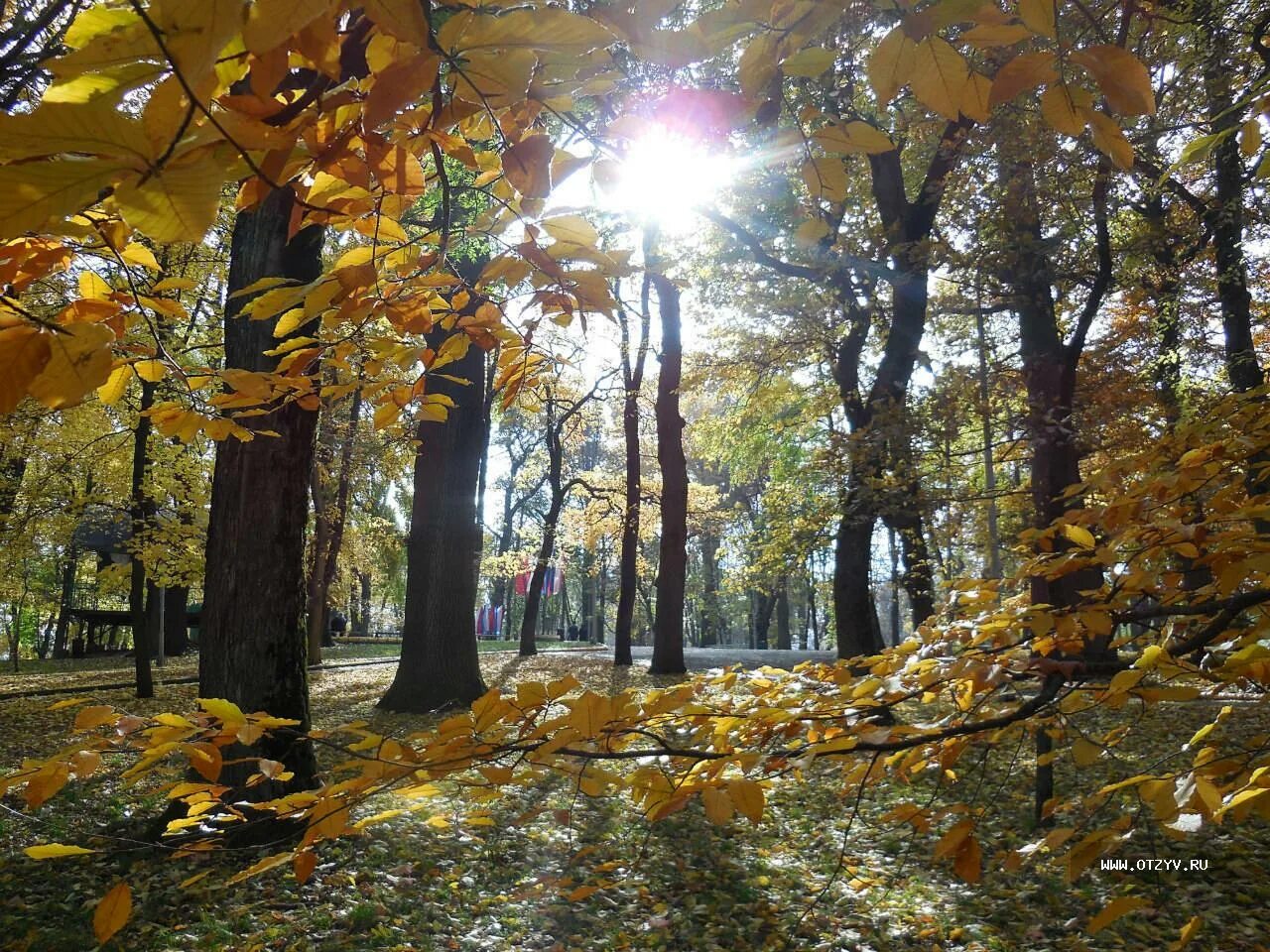 Фото жизнь Dolmatian Пейзажи Игры Осени.