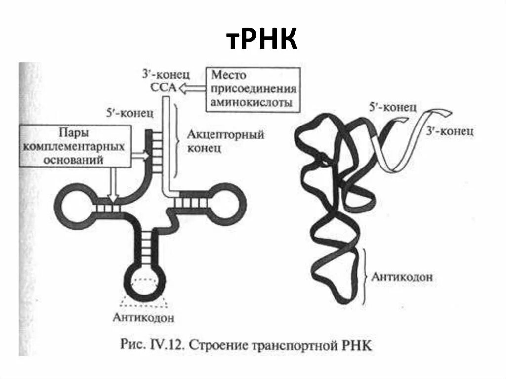 Строение транспортной РНК биохимия. Строение вторичной структуры ТРНК. Первичная вторичная и третичная структура ТРНК. Схема строения т РНК.