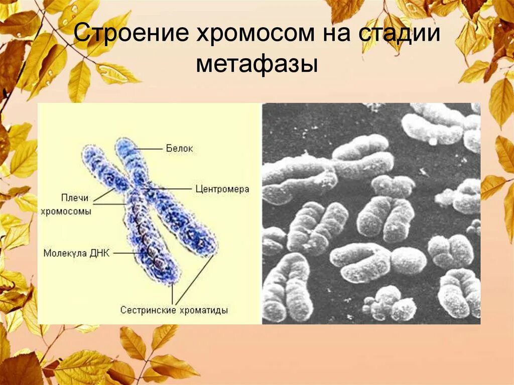 Какую роль выполняет центромера при митозе