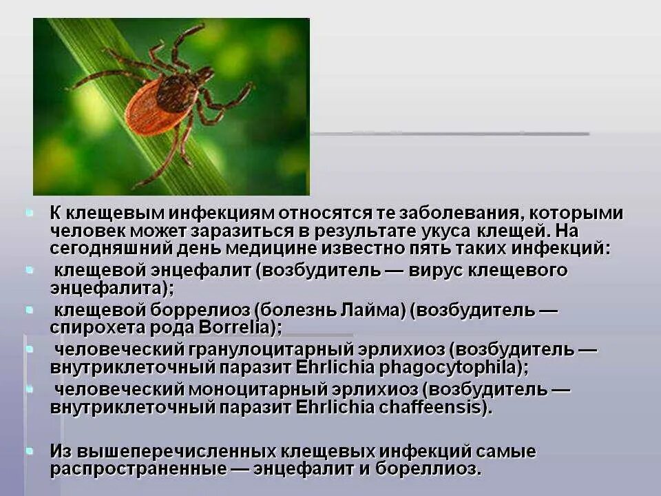 Заболевания передающиеся клещом. Боррелиоз и клещевой энцефалит. Профилактика трансмиссивных инфекций клещевой энцефалит. Иксодовый боррелиоз инфекционные болезни.