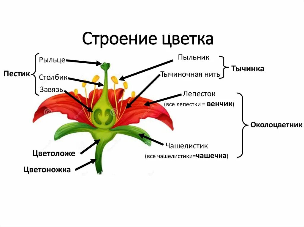 Дайте определение цветка. Чашелистики пестик тычинки венчик. Строение растений чашелистик. Строение цветка пестик венчик околоцветника. Цветок цветоложе околоцветник.