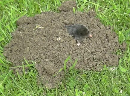 Норка кротов