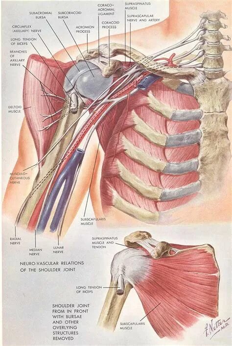 Shoulder & Arm - Atlas of Anatomy Human muscle anatomy, Human body anatomy, Musc