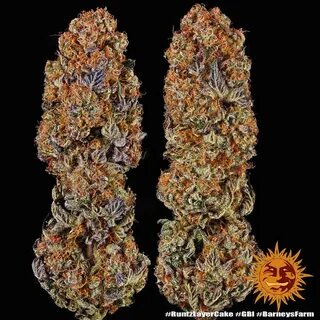 Barney farms