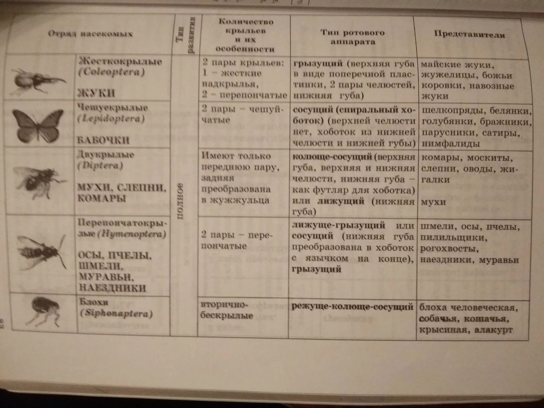 Изучение насекомых с различными типами развития. Характеристика отрядов насекомых таблица. характеристика насекомых 7 класс биология таблица. биология 7 класс учебник константинов таблица насекомые. биология 7 класс латюшин таблица отряды насекомых.