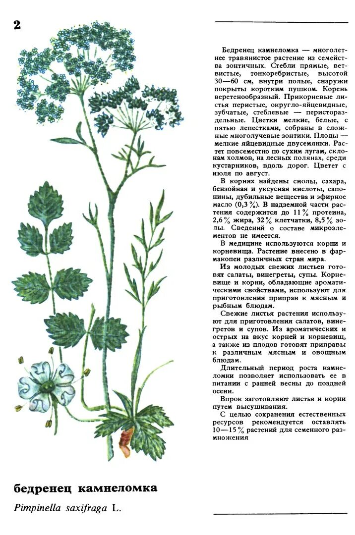 Камнеломка цветок описание. Бедренец камнеломка. Бедренец камнеломковый описание. Бедренец-камнеломка Ямал. Бедренец камнеломка корень.