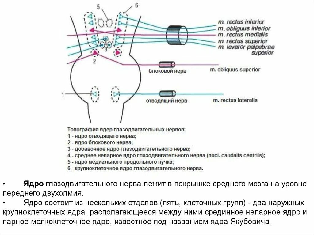 Ядра черепных нервов моста. Топография ядер глазодвигательного нерва. Глазодвигательный нерв (III пара черепных нервов). Ядра глазодвигательного нерва иннервация. Топография глазодвигательного нерва схема\.