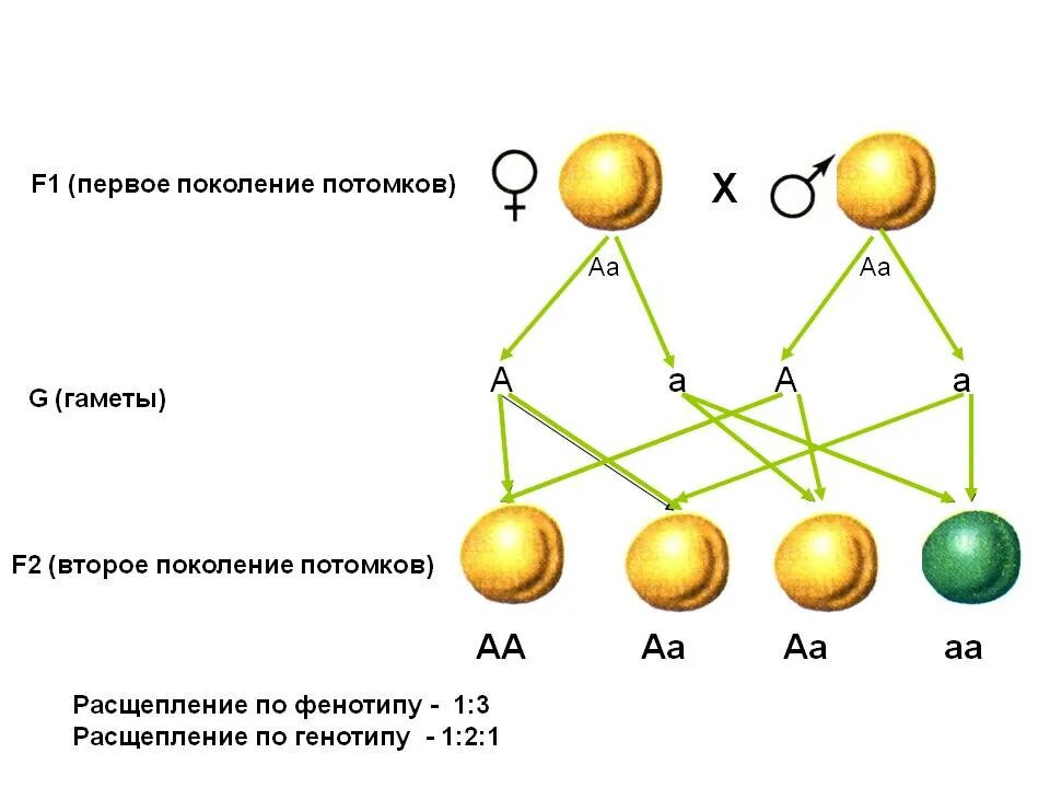 Второй закон Менделя закон расщепления. Расщепление по фенотипу 2 закон Менделя. Первое поколение гибридов расщепления. Схема 2 закона расщепления. Расщепление в отношении 3 1