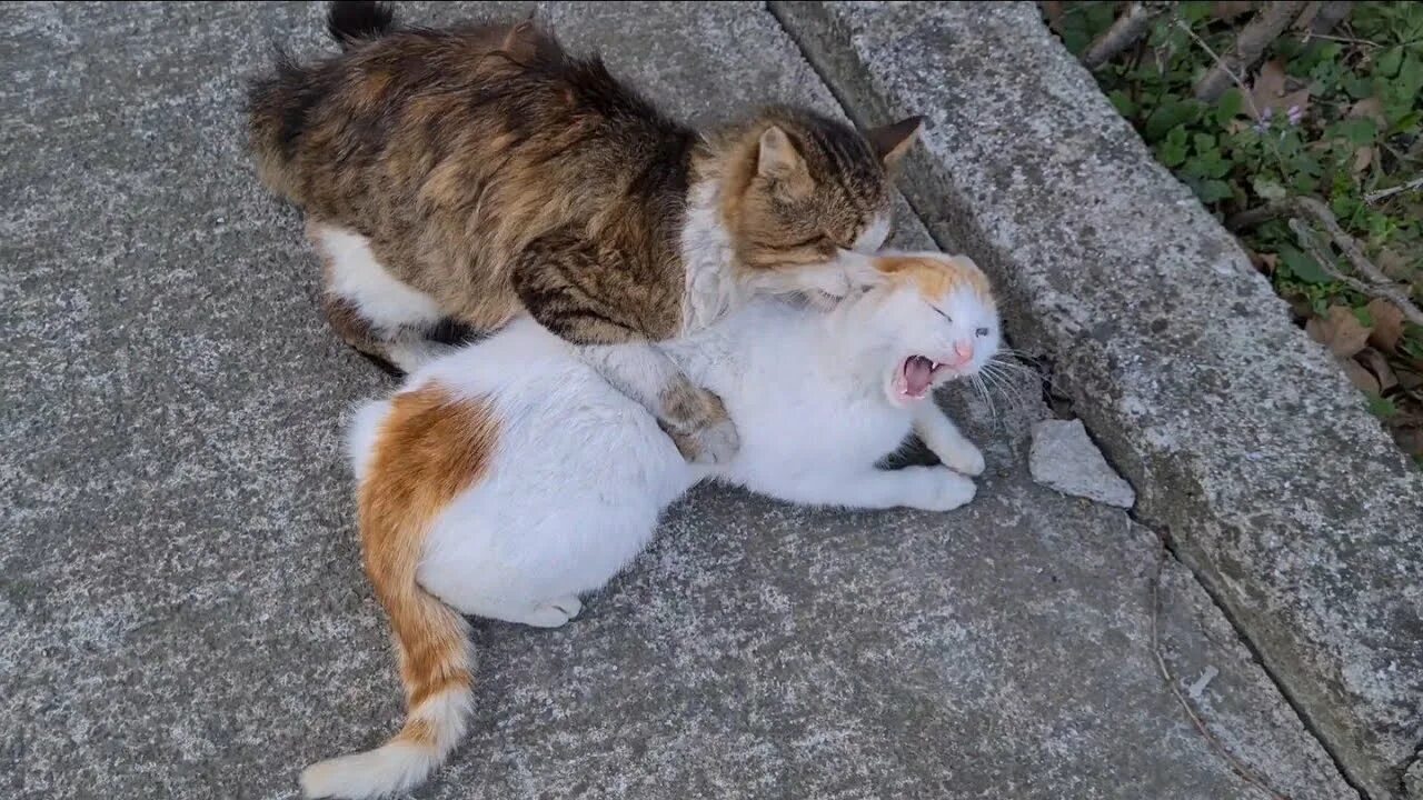 Cat doesn t. Stray Cats mating. Female Cat in Heat Meowing ( Mate calling ).