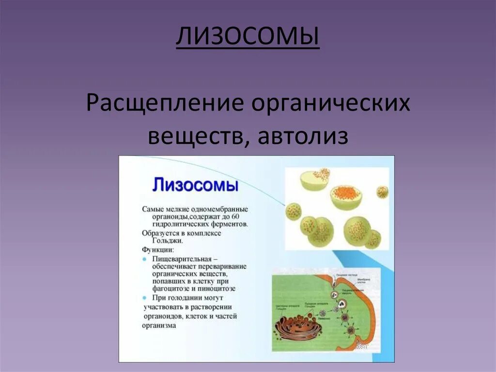 Расщепление органических веществ. Лизосомы расщепление веществ. Автолиз лизосом. Особенности строения лизосомы и её функции. Лизосомы расщепление белков