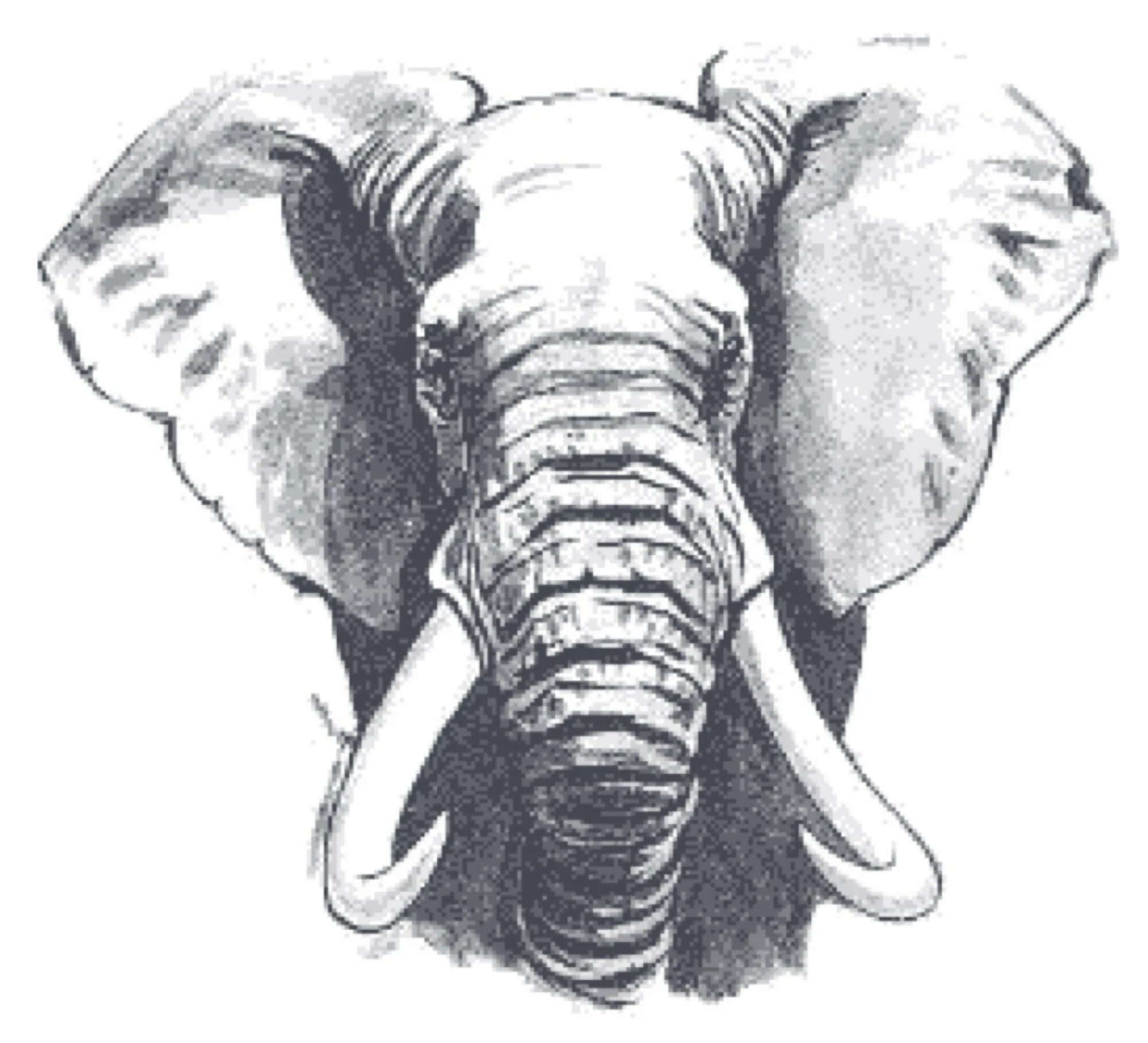 Elephant form deep